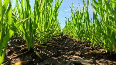 Doğada bir yürüyüş, insanların bakış açısı. Doğada yürüyen kişi, rüzgarın estiği yeşil çimlerin yakın çekimi mavi gökyüzüne karşı, yaz mevsimi zamanı, güneşli gün doğası manzarası.