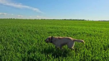 Köpekle doğa yürüyüşü, insanların bakış açısı. Çayırda yürüyen, yeşil çimlere bakan, açık mavi gökyüzüne ve güneşe bakan, bahar mevsimi, insanların önünde koşan köpek..