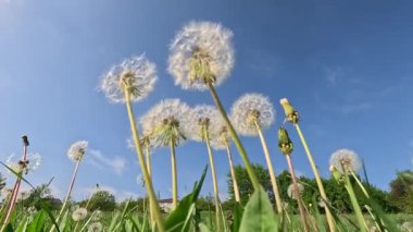 Doğada bir yürüyüş, insanların bakış açısı. Doğada yürüyen kişi, rüzgarla esen karahindibaları yakından çek, yaz mevsimi, güneşli gün, güzel doğa manzarası..