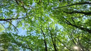 Genç yeşil yaprakları ve mavi gökyüzü olan ağaçların alt manzarası. Ormanda açık hava yürüyüşü. Güneşli bir yaz günü. Doğal doğa.