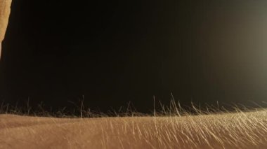 Makro deri ve saç dokusu. Derinin üzerinden bir buz küpü geçer ve arkasında ıslak bir iz bırakır. Yumuşak ışığı olan karanlık bir stüdyo cilt dokusunu ve bireysel kılları ön plana çıkarır..