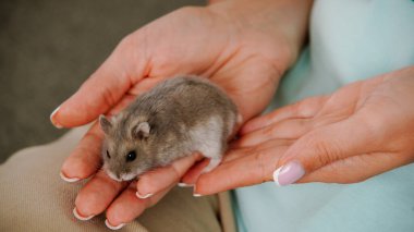 Tırnakları bakımlı bir kadının elinde küçük bir hamster yatıyor. Yumuşak kürk ve nazik dokunuş, evcil hayvan bakımının ve insan-hayvan bağının hassasiyetini vurgular..