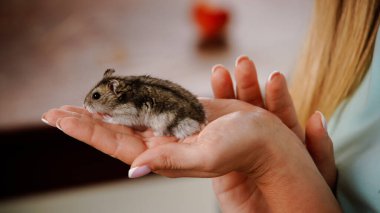 Tırnakları bakımlı bir kadının elinde küçük bir hamster yatıyor. Yumuşak kürk ve nazik dokunuş, evcil hayvan bakımının ve insan-hayvan bağının hassasiyetini vurgular..