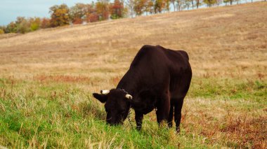 Kısa boynuzlu bir siyah inek geniş bir kırsal alanda yeşil otlarla otlar. Manzara yuvarlanan tepelerden oluşur, güneşli bir yaz gününden..