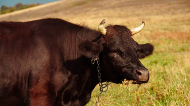 Kısa boynuzlu bir siyah inek geniş bir kırsal alanda yeşil otlarla otlar. Manzara yuvarlanan tepelerden oluşur, güneşli bir yaz gününden..