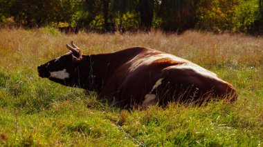 Kavisli boynuzları olan kahverengi ve beyaz bir inek çimenli bir tarlada uzanıyor ve güneşin altında güneşleniyor. Kırsal alan ve yumuşak doğal ışık huzurlu bir kırsal alan yaratır..