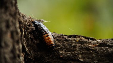 Kaba ağaç kabuğunda siyah ve turuncu işaretli bir hamamböceğinin detaylı bir görüntüsü. Bulanık yeşil arka plan böcek dokusunu ve doğal yaşam alanını vurgular..