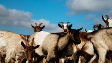 Çeşitli renklerdeki bir grup keçi, açık mavi bir gökyüzünün altında, dağınık bulutlarla kuru bir çim tarlasında otlar. Kırsal alan, doğal ve tarımsal bir ortamı vurguluyor.