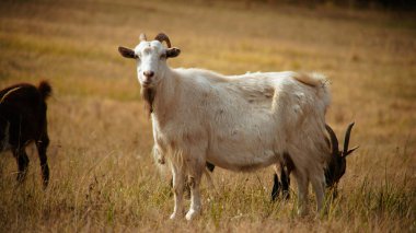 Bir keçi sürüsü, güneşli kuru bir arazide otlayarak ve açık araziyi keşfederek hareket eder. Boynuzları ve kürkleri altın otlara ve yuvarlanan tepelere karşı güzelce tezat oluşturuyor..