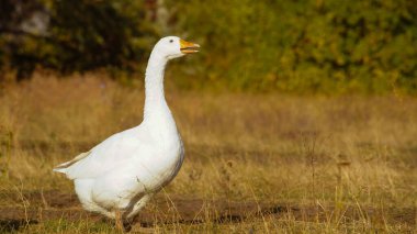 Beyaz bir kaz, kuru otlar ve kır çiçekleriyle çevrili kırsal bir alanda toprak bir patika boyunca yürür. Parlak beyaz tüyleri, kırsal kesimin sıcak tonlarıyla çok güzel tezat oluşturuyor..