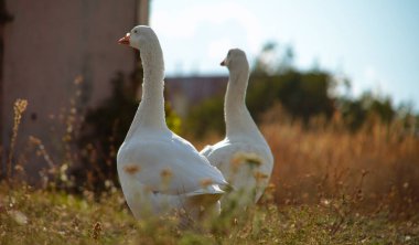 Kuru otlar ve kır çiçekleriyle çevrili kırsal bir alanda iki beyaz kaz toprak bir patika boyunca yürür. Parlak beyaz tüyleri, kırsal kesimin sıcak tonlarıyla çok güzel tezat oluşturuyor..