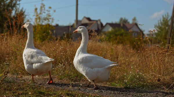 Two white geese walk along a dirt path in a countryside setting, surrounded by dry grass and wildflowers. Their bright white feathers contrast beautifully with the warm tones of the rural background.