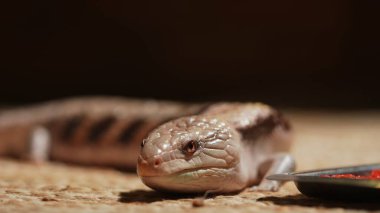 A blue-tongued skink rests in a terrarium looking at a tray of fresh fruit. Domesticated lizard, wildlife. clipart