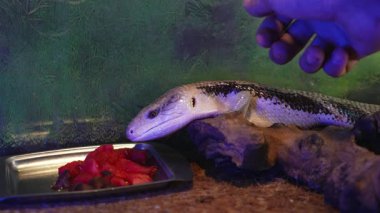 Bir akvaryumun içindeki kütüğün üzerinde dinlenen mavi dilli bir kertenkele, bir tepsi taze meyvelere bakıyor..