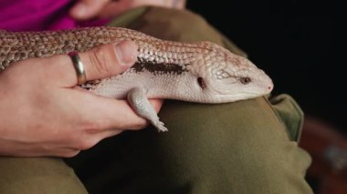 Mavi dilli bir cüce insan ellerinde nazikçe tutuluyor ve kendine özgü mavi dilini uzatıyor. Sürüngenlerin dokulu pulları ve ilginç ifadeleri ayrıntılı olarak kaydedildi..