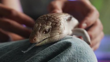 Mavi dilli bir cilt derisi bir erkeğin pantolonunun yumuşak kumaş yüzeyine dayanır. Sürüngenlerin dokulu pulları ve sakin tavırları yakın plan çekilerek benzersiz özelliklerini vurguluyor..