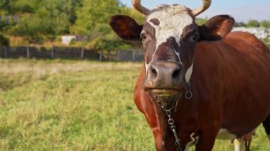 Kısa boynuzlu bir inek geniş bir kırsal alanda yeşil otlarla otlar. Manzara yuvarlanan tepelerden oluşur, güneşli bir yaz gününden. Yavaş çekim