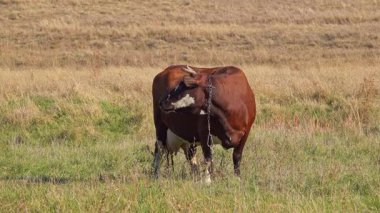 Kısa boynuzlu bir inek geniş bir kırsal alanda yeşil otlarla otlar. Manzara yuvarlanan tepelerden oluşur, güneşli bir yaz gününden..
