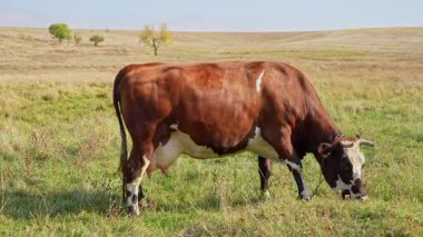 Kısa boynuzlu bir inek geniş bir kırsal alanda yeşil otlarla otlar. Manzara yuvarlanan tepelerden oluşur, güneşli bir yaz gününden..