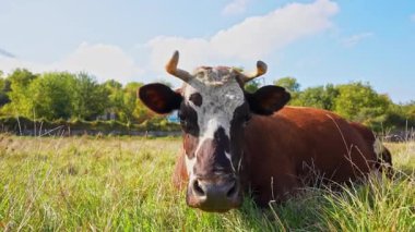 Kısa boynuzlu bir inek geniş bir kırsal alanda yeşil otlarla otlar. Manzara yuvarlanan tepelerden oluşur, güneşli bir yaz gününden..