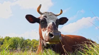 Kısa boynuzlu bir inek geniş bir kırsal alanda yeşil otlarla otlar. Manzara yuvarlanan tepelerden oluşur, güneşli bir yaz gününden..