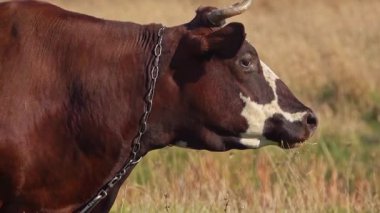 Boynunda metal bir zincir olan siyah bir ineğin gözünün detaylı görüntüsü. Kürk ve doğal ışıklandırmanın dokusu kırsal çevreyi vurgular..