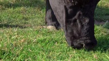 Yeşil bir çimenlikte çimenleri kemiren siyah bir ineğin yakın çekimi. Sıcak bir yaz gününde kırsal alanda otları kemiren bir inek..