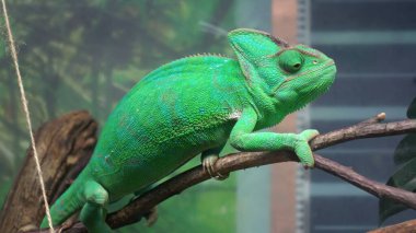 Canlı yeşil bir bukalemun bir dala tünemiş, desenli pullarını ve doğal kamuflajını sergiliyor..