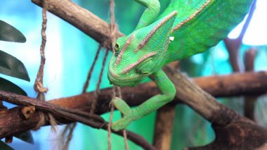 Canlı yeşil bir bukalemun bir dala tünemiş, desenli pullarını ve doğal kamuflajını sergiliyor. Sürüngenlerin sakin duruşu, yemyeşil tropikal arka planla kusursuz bir şekilde harmanlanır..