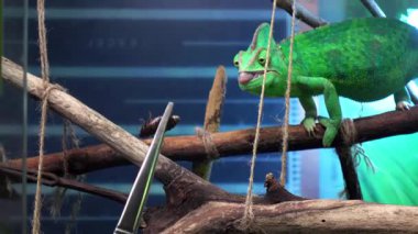 Bukalemun dilini uzatır, cımbızla tutulan böceği yakalar ve yer. Sürüngenlerin hassasiyet ve avlanma içgüdüleri vahşi yaşamın bu dinamik anına yansıyor..