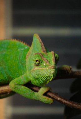 Bir dalda dinlenen yeşil bir bukalemunun yakın çekimi, dikkatle kameraya bakıyor. Dokulu pulları ve eşsiz gözleri uyarlanabilir kamuflajını ve sürüngen özelliklerini ön plana çıkarıyor..