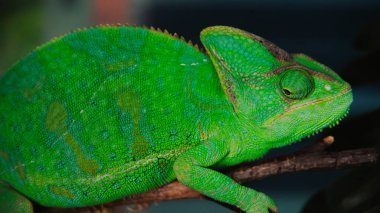Canlı yeşil bir bukalemun dalın üzerinde dinleniyor. Detaylı pullarını ve eşsiz göz yapısını sergiliyor. Sürüngen doğal kamuflajla ortama karışır..