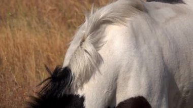 Doğal bir çayırda duran beyaz ve siyah yamalı bir atın dokularını ve renklerini gösteren yakın plan..