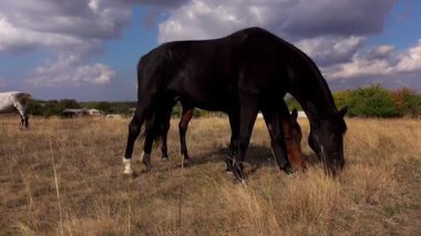 Bulutlu bir gökyüzünün altında, açık bir arazide otlayan atların sakin bir sahnesi güzelliği ve sükuneti gözler önüne seriyor..