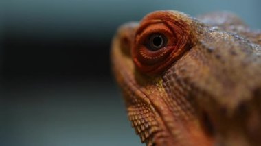 Sürüngen gözünün detaylı bir yakın çekimi derisinin karmaşık desenlerini ve dokularını gözler önüne seriyor..