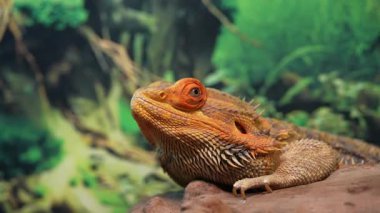 Sakallı bir ejderhanın canlı bir yakın çekimi. Karmaşık pullarını ve canlı rengini doğal ortamında sergiliyor..