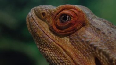 Sakallı bir ejderhanın detaylı bir yakın çekimi dokulu pullarını ve tetikte olan gözünü gösteriyor ve benzersiz özelliklerini vurguluyor..