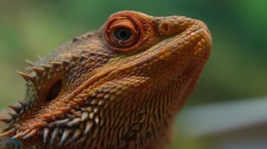 Bu video, sakallı bir ejderhanın doğal güzelliğini vurgulayan detaylı pullarını ve canlı dokularını gösteriyor..