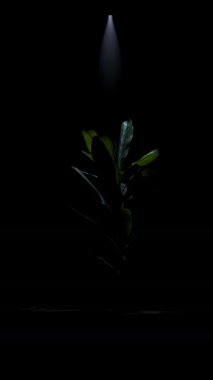 Tek bir yeşil bitki odaklı spot ışığı altında karanlık bir odada duruyor ve dramatik bir kontrastlık yaratıyor. Yavaş çekim, dikey video