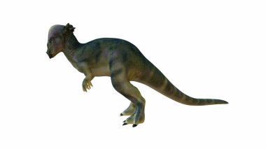 3 boyutlu Pachycephalosaurus, kubbe şeklindeki kafatasıyla tanınıyor. Dinazor dinamik bir duruşla izole edilmiş bir arkaplanda, ayrıntılı desenli bir deriyle gösterilir..