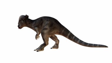 3 boyutlu Pachycephalosaurus, kubbe şeklindeki kafatasıyla tanınıyor. Dinazor dinamik bir duruşla izole edilmiş bir arkaplanda, ayrıntılı desenli bir deriyle gösterilir..