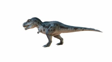 Belirgin pulları, keskin dişleri ve uzun kuyruğu olan etobur bir dinozor gösteriyor. Beyaz arka planda yürüyen bir dinozor. 3B Hazırlama