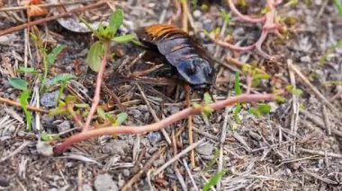 Doğal habitat kavramındaki böcekler. Büyük siyah madagaskar hamamböceği sürünüyor ve doğal ortamda koşuyor. Böcek vahşi yaşamı belgeseli. Açık arazide koşan hamamböceklerinin yakın çekimi..