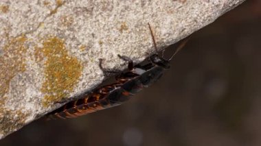 Doğal habitat kavramındaki böcekler. Büyük siyah madagaskar hamamböceği sürünüyor ve doğal ortamda koşuyor, böcek yaban hayatı belgeseli, hamamböceğinin duvarda tırmandığı yakın plan görüntüleri..