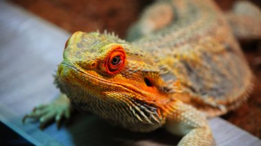 Bir dalda dinlenen turuncu bir kertenkele, kameraya dikkatle bakıyor. Dokulu pulları ve eşsiz gözleri uyarlanabilir kamuflajını ve sürüngen özelliklerini ön plana çıkarıyor..