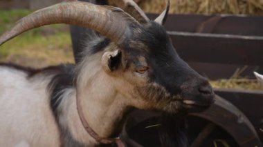 Etkileyici, kıvrımlı boynuzlarını ve belirgin yüz hatlarını gösteren bir keçi görüntüsü. Yavaş çekim