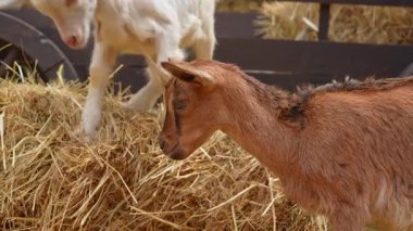 Samandan bir yatakta iki genç keçi arasındaki oyuncu ve ilginç bir etkileşim, doğal davranışlarını bir çiftlik ortamında sergiliyor. Yavaş çekim