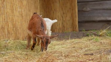 Genç bir keçi bambu ve ahşaptan yapılmış kırsal bir muhafaza içinde samanla otlar, sakin kırsal yaşamı betimler. Yavaş çekim