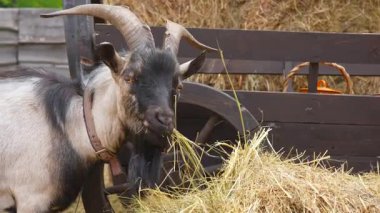 Bir keçi samanların yanında saman yiyor. Açık havada, ahşap bir arabanın yanında. Doğal güzelliği ve kırsal yaşamı gözler önüne seriyor. Yavaş çekim