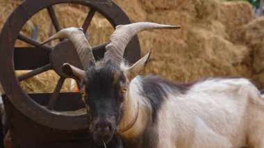 Bir keçi saman balyalarıyla çevrili ahşap bir arabanın yanında duruyor, kırsal bir araziyi gözler önüne seriyor. Yavaş çekim